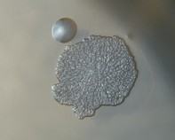 water bacteria water bacteria